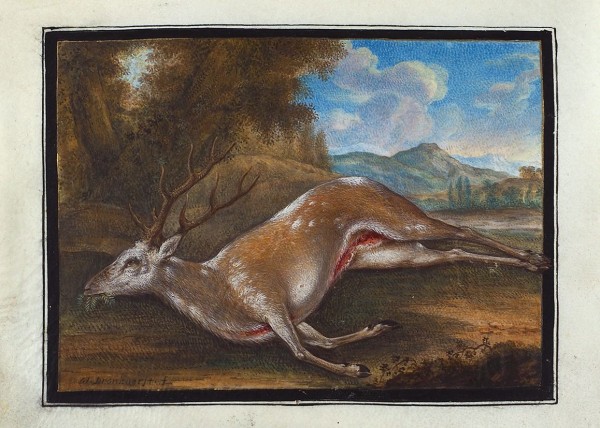 Бронкхорст (Bronckhorst) Йоханнес (1648–1727) «Убитый олень». Конец XVII - начало XVIII века. Пергамент, акварель, гуашь, 10,8 х 15 см.