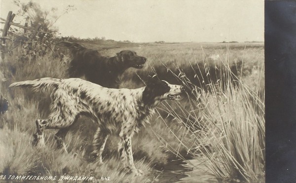 Подборка открыток «Охота». 1910-1960. 128 шт.