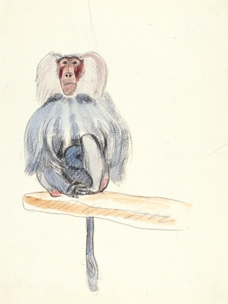 Тырса Николай Андреевич (1887–1942) «Сидящая обезьяна». 1937. Бумага, графитный карандаш, акварель, 22,2 х 17 см.